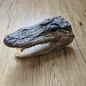 6" Gator ALLIGATOR HEAD teeth TAXIDERMY